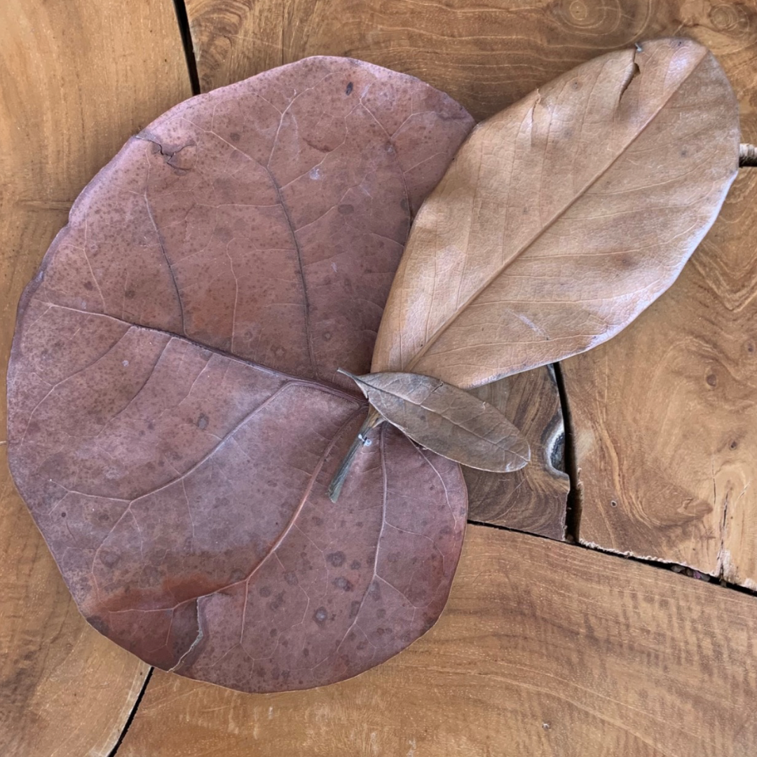 Leaf Litter Mixed Pack